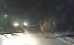 5 часов на 40-градусном морозе: опасные гастроли верблюда Славика