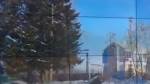 Кемеровские чиновники спилили ель для новогоднего праздника на частном участке