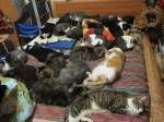 На хозяйку 86-ти котов составили протокол