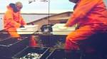 В Приморье спущена на воду "незаменимая" баржа "Камчатка"