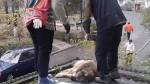 В Витебске снова выбросили собаку с балкона