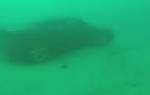 Видео: водитель утопил Ferrari в океане