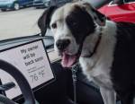 Вот как работает режим собаки на Tesla Model 3