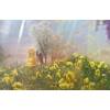 Calvin Harris - Feels (Official Video) ft. Pharrell Will