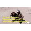 Guide, chauffeur au kyrgyzstan, tourism, voyages