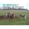 Guide, driver in kyrgyzstan, tourism, travel, excursions