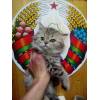 Британский котенок
