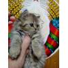 Британский котенок
