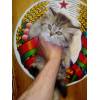 Британский котенок
