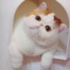 Экзотические котята