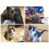Отдадим  милейших котят в хорошие руки