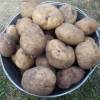 Продам излишки домашнего картофеля в минске