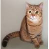 Шотландский котик скоттиш-страйт