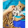 Продам котят алк азиатской леопардовой кошки